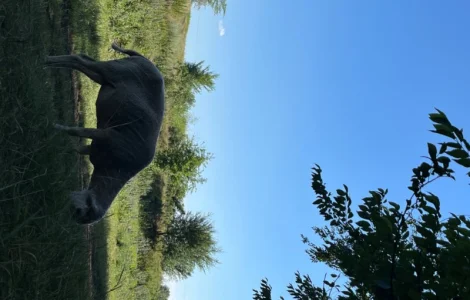 Продам вівці