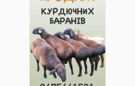 Продам ягня, кітні вівці, барани курдючної породи