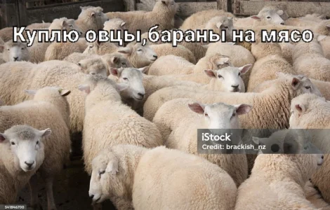 Барани вівці ягнята