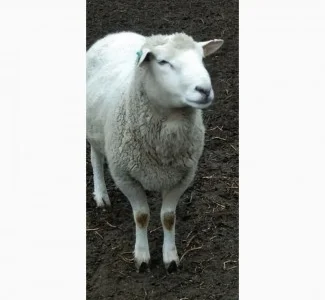 Продам овец, валахов