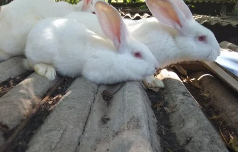 Продаю Панони