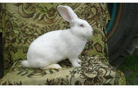 Кролики Термонті. Кітні кролиці