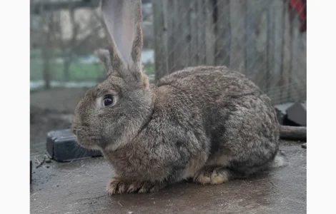 Самець Фландер