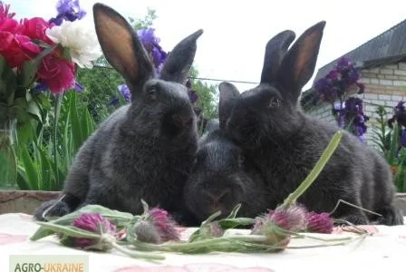 Продам кроликов породы Полтавское Серебро