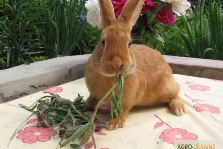 Продам чистокровных кроликов мясной породы Бургундец