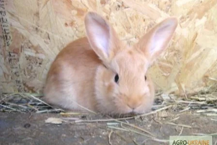Продаются чистокровные кролики мясной породы Бургундец