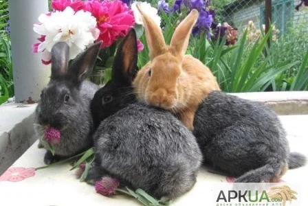 Продаю кроликов породы серебристый