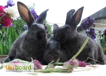 Продаю кроликов породы серебристый (полтавское