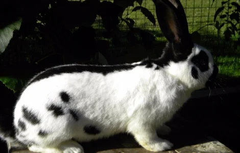 Продам племенні кролики породи Німецький Строкатий Велетень ( Строкач )