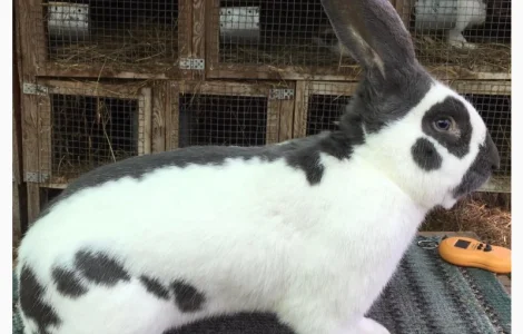 Німецький строкатий велетень ( блакитно-білий )