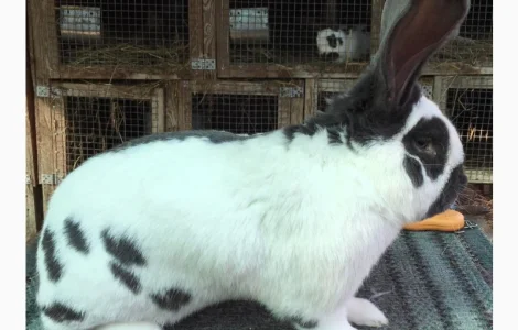 Німецький строкатий ( блакитно-білий )