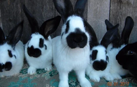 Молоді Німецькі Строкачі