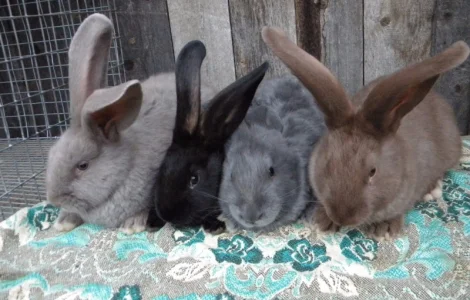 Німецький Строкач (самички одноколірні)