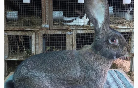 Бельгійський велетень ( сірий )