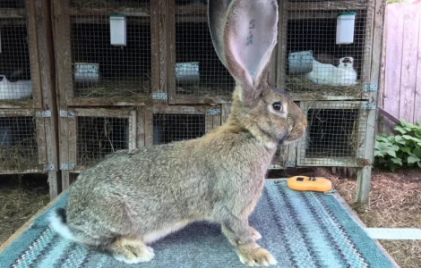 Бельгійський велетень ( сірий )