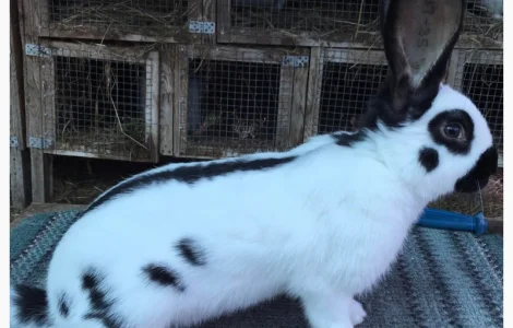 Німецький строкатий ( чорно-білий )