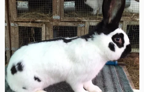 Німецький строкач