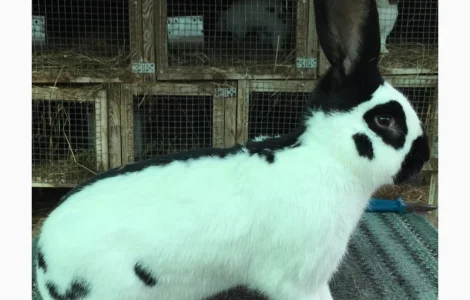 Німецький строкатий