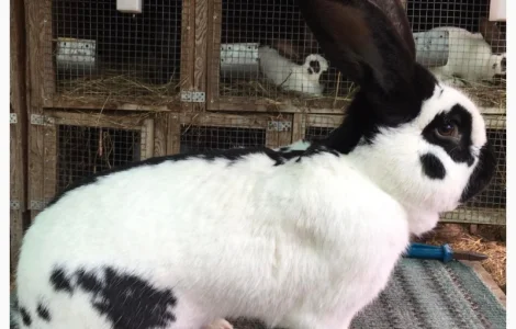 Німецький строкатий велетень