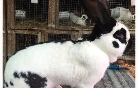 Німецький строкатий велетень