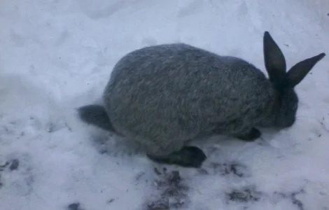Полтавське срібло