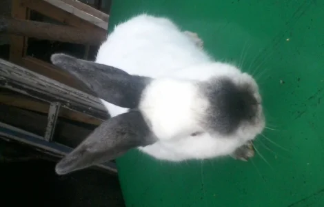 Елітні каліфорнійці