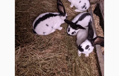 Продам чотирьохмісячних самців породи Німецький строкач