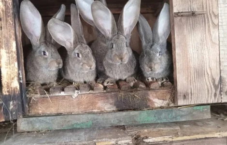 Продам кроликівв Бургундія