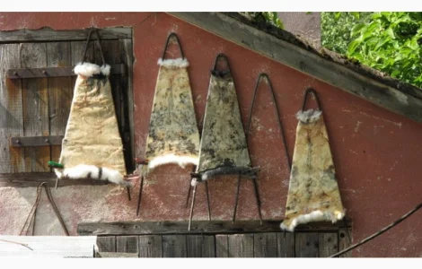 Куплю сухі шкури кролика