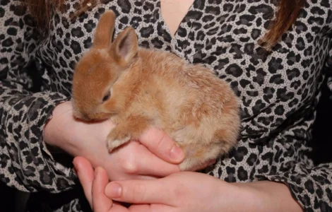 Декоративные кролики различный окрас