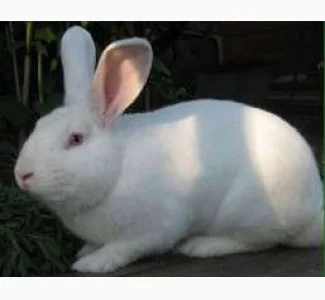 Продам кролі породи Термонська Біла