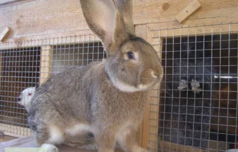 Кролики різних порід