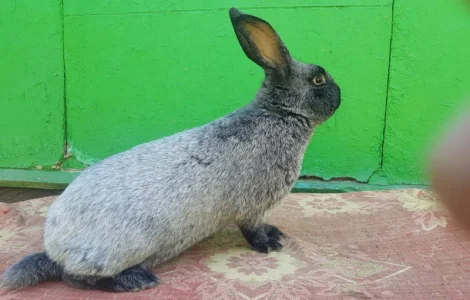 Полтавське срібло