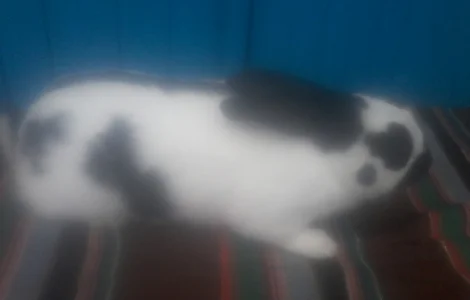 Самець німецького строкача