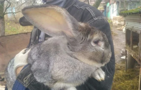 Кролі. Спаровані самки