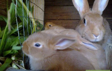 Кролики м'ясної породи - Бургундці