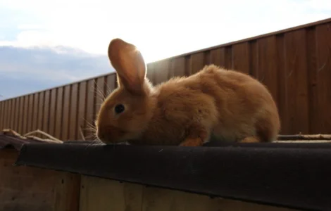 Продам кроликов бургундской породы