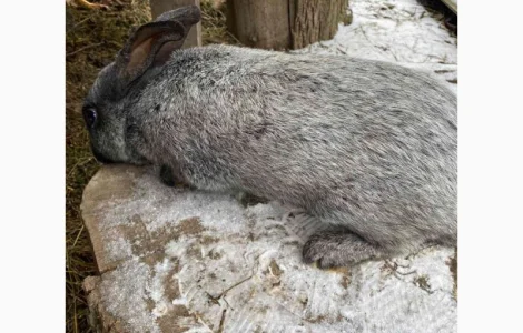 Продам кролі Полтавське Срібло