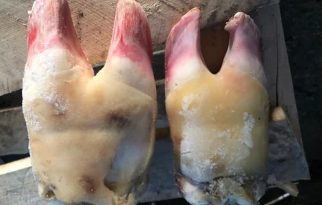 Путовий суглоб, ніжки свині