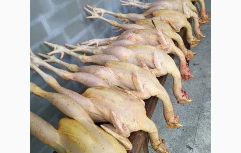 Півні, кури, індики, бройлери