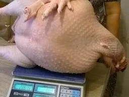 Домашнее мясо, курица, индейка