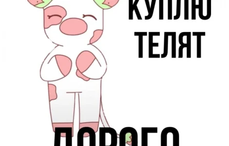 Куплю телята бычки КРС