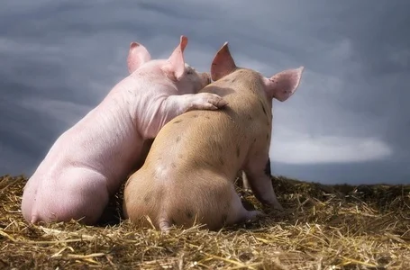 Куплю свинину и говядину