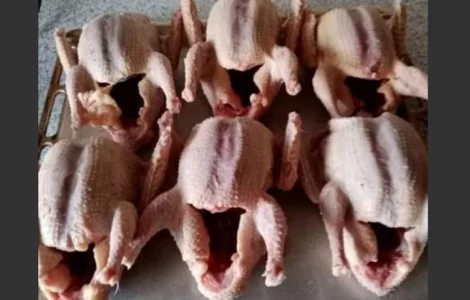 М'ясо м'ясних голубів