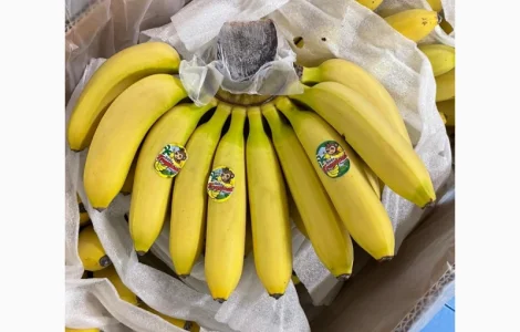 Продам бананы, ананасы и другую продукцию от поставщика с Коста Рики с 20 тонн