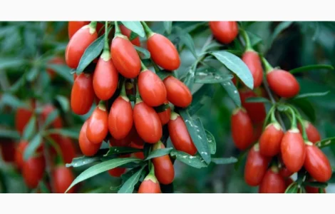 Ягода Годжи