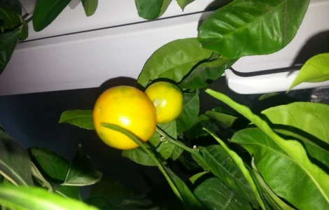 Цитрусовые