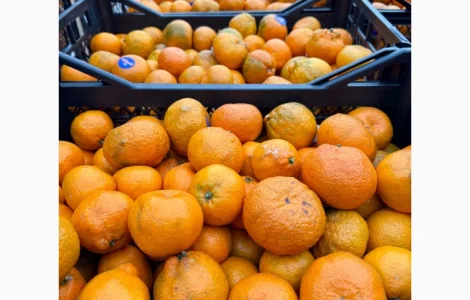 Продам грузинские мандарины и лимоны, Опт, Крупный и мелкий