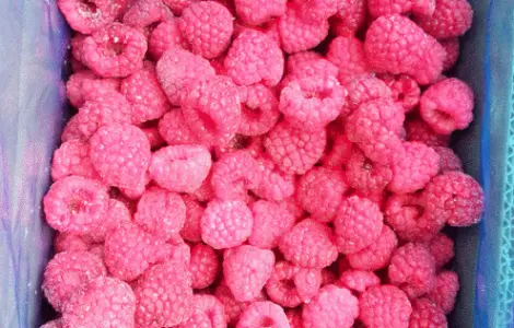 Продається заморожена малина та ожина