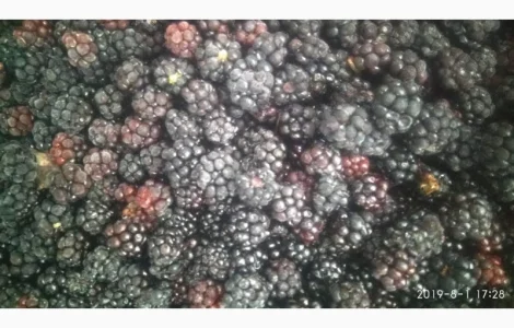 Продам малину, ежевику замороженную